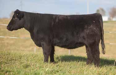 LOT 63 127 RODGERS SIRE: I-80 DAM: Walks Alone TH and PHA free by pedigree this I-80 female has some of the right pieces to generate dollars.