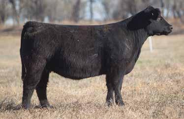 E. Bismark Son LOT 65 3 192 REIMANN A high % Maine bred heifer selling here. She has the looks and power that is hard to come by, and she has a great dam backing her up here.