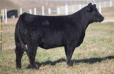LOT 67 bk26 HUNTER SIRE: Dr. Who DAM: Just Right This Dr. Who is a flushmate to Lot 68. She has the maternal pedigree, the style and power to do it all.