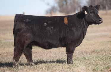 ! LOT 72 3 798 REIMANN SIRE: Celebrity DAM: Maine x Angus The only Celebrity to sell in the sale and we love her. Celebrity is a Hollywood x 516 that we own with Adam Pryor.