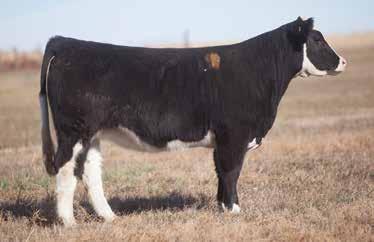LOT 75 3 125 REIMANN SIRE: Messenger DAM: Upgrade x Ali x Big Timber A.I. May 30, 2014 ABERDEEN These Messenger daughters will make excellent cows with upgraded udder quality, excellent patterns, and a double clean pedigree that you can use.