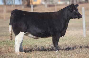 This black heifer is double clean and really full of body and correctness.