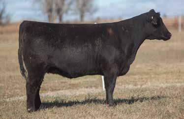 ANN SIRE: Deja Vu DAM: Cunia 602 A.I. May 17, 2014 THOR We have put our Deja Vu cows up to many different challenges and they always pass with flying colors.