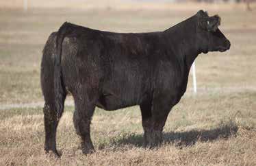 This star headed bred heifer is sure to be a maternal breeding piece for whoever buys her. Donít be sitting on your hands when she comes in the sale ring.