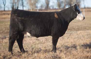 Her dam 422 came to us when we bought Leroys cows. 422 has never missed and pulls her weight year after year in Ree Heights. She rasied a $7,500 Heat Wave steer.