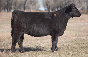 LOT 88 2 446 REIMANN 2012 SIRE: Paddy O Malley DAM: Chill Factor This is how we like our future steer donors built.