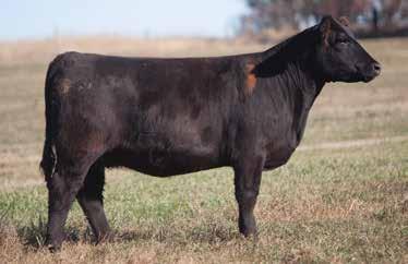 Mar 12, 2014 THOR A.I. May 29, 2014 FLASHBACK LOT 89 2 893 REIMANN 2012 SIRE: Amen DAM: Sunseeker Maybe the stoutest of the Amen daughters.