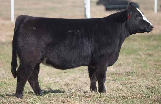 SIMMENTAL SIRED BREDS D O N O R C A L I B E R B R E D S LOT 93 336 SMITH SIRE: Solid Steel 202 DAM: Patton/Chill Factor This royal bred female was a late entry from Bruce West, she was skinny at