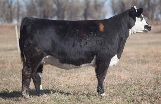 SIMMENTAL SIRED BREDS D O N O R C A L I B E R B R E D S LOT 95 3 707 REIMANN SIRE: Chopper Son DAM: Total Recall A.I. May 18, 2014 THOR A deep, sound, sweet necked blaze with the square, thick shape that works plus in a double-clean pedigree.
