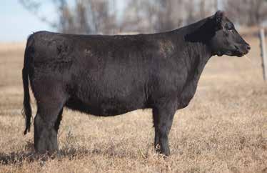 LOT 97 3 9 REIMANN SIRE: Whizard DAM: Maine x Angus Another stout, blaze faced Whizard bred heifer with tremendous depth of rib and the