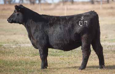 LOT 98 3 06 REIMANN SIRE: John Wayne DAM: Meyer Another flexible, well bred young one that should be great for all sorts of easy success.