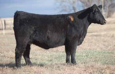LOT 101 325 SMITH SIRE: Chopper DAM: Irish Whiskey/Chill Factor A.I. Jun 11, 2014 CALVING MACHINE P.E. 6/11/14 Calving Machine This Half Blood Simmental female with a twist of Maine should work very well mated to Calving Machine.