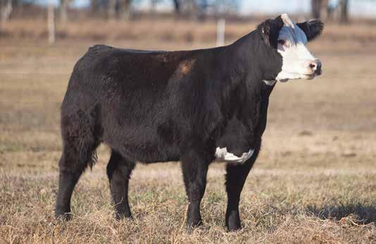 A LITTLE BIT OF COLOR D O N O R C A L I B E R B R E D S LOT 105 323 SMITH SIRE: Poker Face DAM: Habanero (Unstoppable s Dam) This heifer is one that I just didn t want to sell.