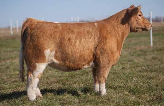 A LITTLE BIT OF COLOR D O N O R C A L I B E R B R E D S LOT 107 40 RODGERS SIRE: Two Tone DAM: Charolais cross A.I. May 19, 2014 FRISKY WHISKEY P.E. 6/10 to 9/20/14 Drivin 80 If you can find them built better than this then call me and I will buy her.