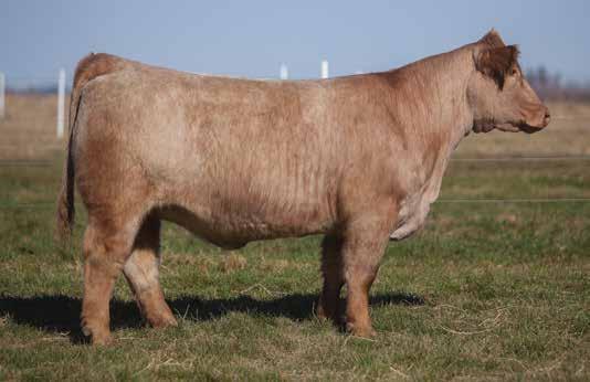 This First Class Female is second to none in terms of quality, built for the south and with the look for the north makes her an awesome donor prospect. Buyer retaining 1 successful flush.