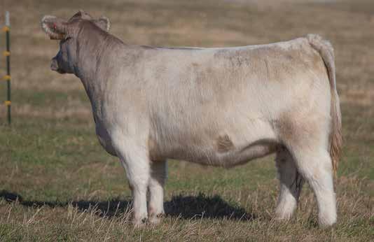 BRED HEIFER SECTION LOT 110 35 SMITH SIRE: Milkman DAM: PB Charolais I love this Milkman Heifer. She is sound and stout, but yet still good looking in her make up.