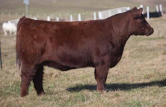 A LITTLE BIT OF COLOR D O N O R C A L I B E R B R E D S LOT 111 324 SMITH SIRE: Believe in Me DAM: Crimson Tide This bred heifer is one of the biggest hipped, biggest topped, most massive heifers to