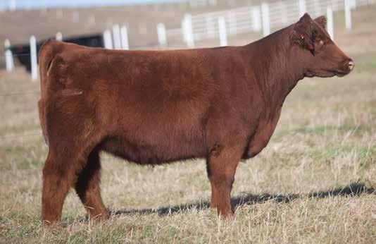 This heifers s mother has a set of Solid Gold fall borns that will make your mouth water. If