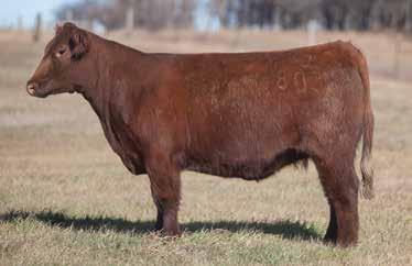 LOT 113 3 803 REIMANN SIRE: Slam Dunk DAM: Irish Whiskey A.I. May 29, 2014 THOR This red Maine heifer has the look and structure that you need to raise show steers.