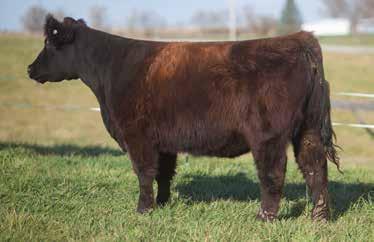 Not all MAB s will make cows, but this one will. Soft made, sound, and smooth shouldered.