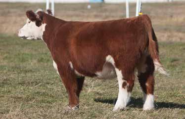 H SIRE: Man Among Boys DAM: Magnum 357 A.I. May 20, 2014 REBEL This Hereford marked Man Among Boys looks like she could raise steers that would classify as herefords.
