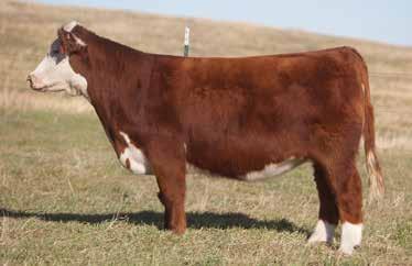 pen in White Lake, South Dakota. LOT 116 33 SMITH SIRE: Man Among Boys DAM: PB Hereford A.I. May 8, 2014 PURPLE TONIC This Hereford marked Man Among Boys will raise a lot of champions in her day.
