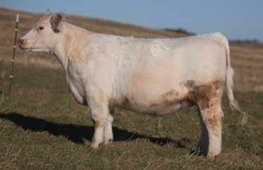 LOT 119 3127 SMITH SIRE: Fringe DAM: Sull Lady Crystal(CF Solution) A.I. May 1, 2014 I-80 P.E. 4/5 to 6/17/14 BSC Simplicity 44U ASA #X4210808 - Shorthorn Enthusiasts pay attention here.