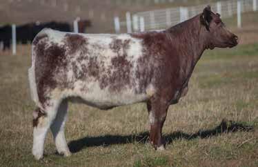 ANN SIRE: Simple Man DAM: Alias A.I. May 19, 2014 THOR An excellent Maintainer bred heifer that comes out of a no miss Alias cow. With this double clean pedigree breeding potential is endless.