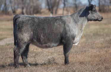 She is extra fancy with a great look. This combination with Fringe and the consistency of the Trump line was a sure bet from the start. This heifer is the best of this combination.