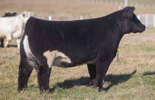 A LITTLE BIT OF COLOR D O N O R C A L I B E R B R E D S LOT 123 371 SMITH SIRE: Monopoly DAM: Texas Hold em This black and white female is very easy on the eyes. Southern boys pay attention here.