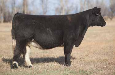 LOT 125 3 40 REIMANN SIRE: Man Among Boys DAM: Who Made Who (516) A.I. May 23, 2014 TEJAS Hailing from the great 516 donor this Man Among Boys heifer exceeded its expectations in Ree Heights.