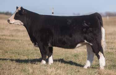 LOT 126 390 SMITH SIRE: Man Among Boys DAM: Witch Doctor A.I. May 15, 2014 I-80 This stout donor prospect will be a real crowd favorite in Dunlap.
