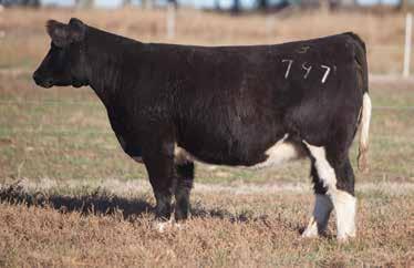 She is a rare female, both genetically and phenotypically, that can be mated to raise either breeding cattle or club calves.