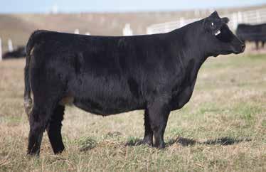 LOT 133 233 SMITH SIRE: Monopoly DAM: OCC Legend These are the kind of clubby bred females that I look for. She is soft in her make-up, extremely sound, and extra good looking.
