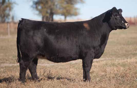 IRISH WHISKEY COWS LEADING FEMALES FOR PRODUCTION LOT 200 2 0313 REIMANN 2012 SIRE: Irish Whiskey DAM: Macho A.I. May 23, 2014 MAN AMONG BOYS This one is built like a front and center cover girl.