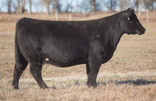 BRED COW SECTION LOT 201 8 406 REIMANN 2008 SIRE: Irish Whiskey DAM: Machinest This cow hails from the Griswold program as Nick fell in love with her at his good friend John Griswold s