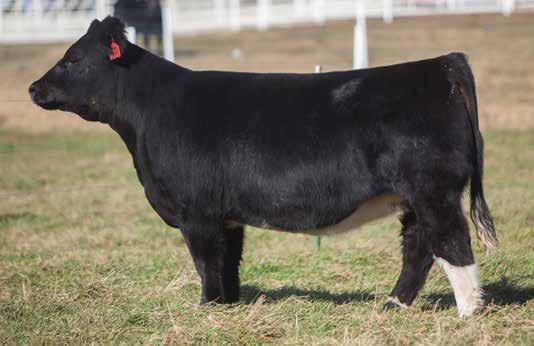 IRISH WHISKEY INFLUENCED BREDS D O N O R C A L I B E R B R E D S LOT 1 38 SMITH SIRE: Irish Whiskey DAM: GCC Angus This may be one of the best Irish Whiskey females to sell.