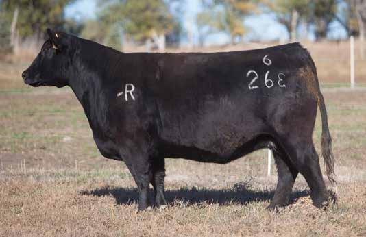 IRISH WHISKEY COWS LEADING FEMALES FOR PRODUCTION LOT 202 6 263 REIMANN 2006 SIRE: Irish Whiskey DAM: Chill Factor A.I. Jun 19, 2014 MONOPOLY 5 P.E. Jack & Nick Give this one a good look because she is bred as well as anything in the offering and she has some valuable tools that will make her work great!