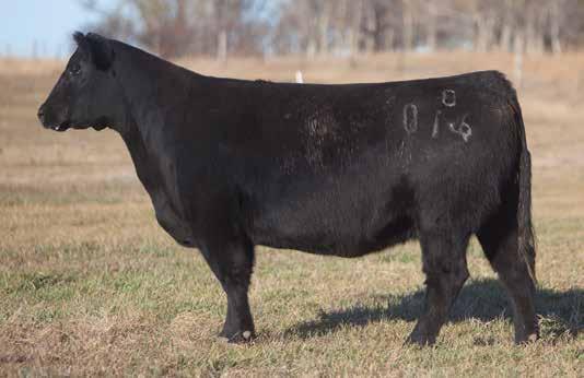 BRED COW SECTION LOT 203 0 016 REIMANN 2010 SIRE: Irish Whiskey DAM: Chill Factor Not too often do you get a chance to buy a young Whiskey cow who was going to Trans Ova to get