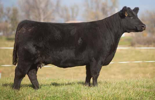 IRISH WHISKEY COWS LEADING FEMALES FOR PRODUCTION LOT 204 189 HUNTER 2009 SIRE: Irish Whiskey DAM: Circle A Angus A.I. May 30, 2014 MAN AMONG BOYS P.E. Irish Whiskey Son This donor comes from right off the top of the herd.