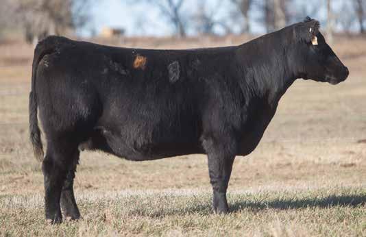 IRISH WHISKEY COWS LEADING FEMALES FOR PRODUCTION LOT 208 0 126 REIMANN 2010 SIRE: Irish Whiskey DAM: Chill Factor A.I. Jul 9, 2014 MAN AMONG BOYS P.E. Big Pappa & Cervesa 582 A young Whiskey cow that has more than enough potential to being a donor.
