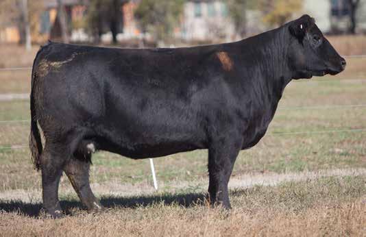 BRED COW SECTION LOT 209 9 264 REIMANN 2009 SIRE: Irish Whiskey DAM: Maine/Angus These Irish Whiskey cows have been a backbone of our operation for years.