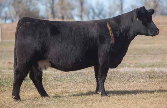IRISH WHISKEY COWS LEADING FEMALES FOR PRODUCTION LOT 210 6 29 REIMANN 2006 SIRE: Irish Whiskey DAM: Maine x Angus A.I. Jun 11, 2014 UNLIMITED POWER P.E. Jack & Nick This Irish Whiskey cow is NO flop, she has raised a $15,000 Heat Wave steer and $7,000 MAB steer.