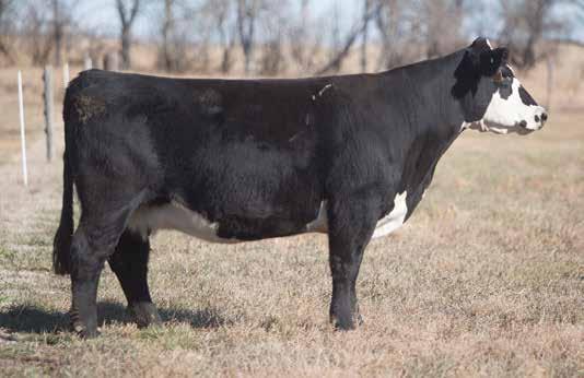 BRED COW SECTION LOT 211 5 26 REIMANN 2005 SIRE: Irish Whiskey DAM: Tugboat She raised a $10,000 Heat Wave steer that sold to Bonham a few years back. This is a proven cow.