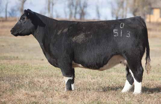 IRISH WHISKEY COWS LEADING FEMALES FOR PRODUCTION LOT 212 0 513 REIMANN 2010 SIRE: Irish Whiskey DAM: Chill Factor A.I. Jun 29, 2014 UNLIMITED POWER P.E. Big Pappa & Cervesa 582 As many years as we have been in the cattle business, it is hard to build a cow like this.