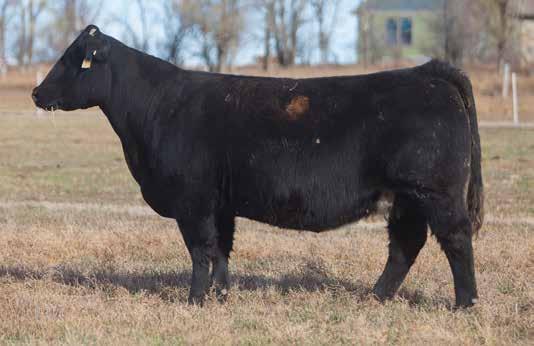 BRED COW SECTION LOT 213 8 84 REIMANN 2008 SIRE: Irish Whiskey DAM: Chill Factor Another valuable Whiskey daughter bred for a stout calf.