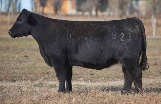 DONOR CALIBER COWS LEADING FEMALES FOR PRODUCTION LOT 214 1 823 REIMANN 2011 SIRE: Ali DAM: Paddy O Malley A.I. May 30, 2014 FIREWATER P.