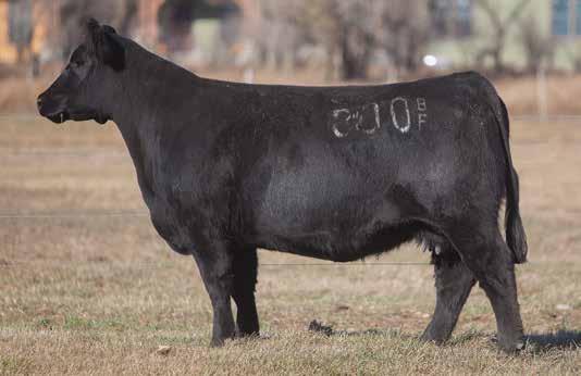DONOR CALIBER COWS LEADING FEMALES FOR PRODUCTION LOT 216 800BF REIMANN 2008 SIRE: Ali DAM: Goldmember A.I. Jun 11, 2014 HEAT WAVE 1 P.E. Big Pappa & Cervesa 582 The picture of this bovine describes her perfectly.