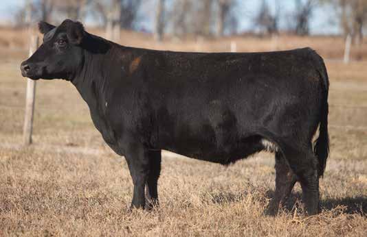 BRED COW SECTION LOT 217 789BF REIMANN 2007 SIRE: Ali DAM: Flashback x Witch Doctor(Donor 599) A way powerful Ali that has accomplished plenty.