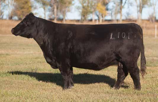 DONOR CALIBER COWS LEADING FEMALES FOR PRODUCTION LOT 218 L101 REIMANN 2008 SIRE: Ali DAM: Frosty x Simm x Heatseeker A.I. May 26, 2014 MONOPOLY 5 P.